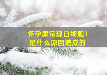 怀孕尿常规白细胞1 是什么原因造成的